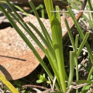 Diuris chryseopsis at Blakney Creek, NSW - 4 Sep 2024