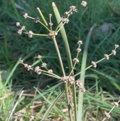 Lomandra multiflora (Many-flowered Matrush) at Blakney Creek, NSW - 4 Sep 2024 by JaneR