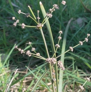 Lomandra multiflora at Blakney Creek, NSW - 4 Sep 2024