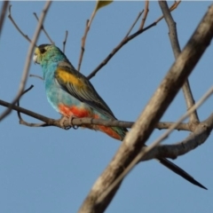 Psephotellus chrysopterygius (Golden-shouldered Parrot) at Yarraden, QLD - 14 Nov 2015 by MichaelBedingfield