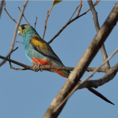 Psephotellus chrysopterygius (Golden-shouldered Parrot) at Yarraden, QLD - 14 Nov 2015 by MichaelBedingfield