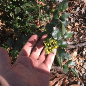 Berberis aquifolium at Parkes, ACT - 26 Aug 2024