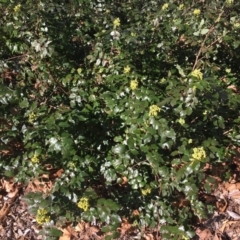 Berberis aquifolium at Parkes, ACT - 26 Aug 2024 02:22 PM