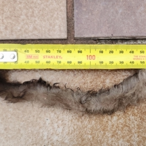 Petaurus sp. at Milton, NSW - suppressed