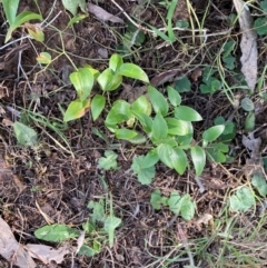 Asparagus asparagoides (Bridal Creeper, Florist's Smilax) at Watson, ACT - 4 Sep 2024 by waltraud