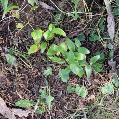 Asparagus asparagoides (Bridal Creeper, Florist's Smilax) at Watson, ACT - 4 Sep 2024 by waltraud