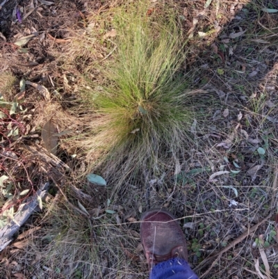 Nassella trichotoma (Serrated Tussock) at Watson, ACT - 4 Sep 2024 by waltraud