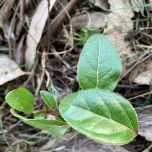 Viburnum tinus at Watson, ACT - 4 Sep 2024 04:31 PM