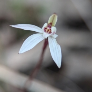 Caladenia fuscata at Cook, ACT - 4 Sep 2024