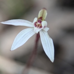 Caladenia fuscata at Cook, ACT - 4 Sep 2024