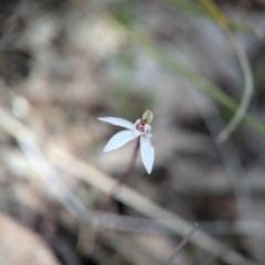 Caladenia fuscata at Cook, ACT - 4 Sep 2024