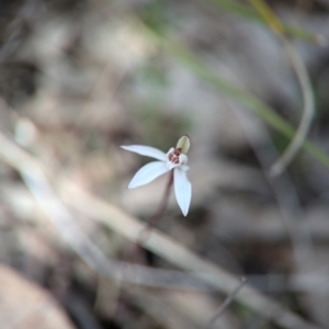 Caladenia fuscata at Cook, ACT - 4 Sep 2024