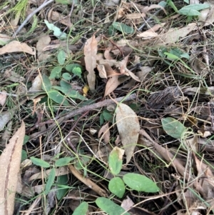 Glycine tabacina at Watson, ACT - 4 Sep 2024 04:33 PM