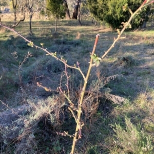 Rosa sp. at Watson, ACT - 4 Sep 2024 04:34 PM