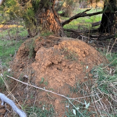 Nasutitermes exitiosus (Snouted termite, Gluegun termite) at Watson, ACT - 4 Sep 2024 by waltraud