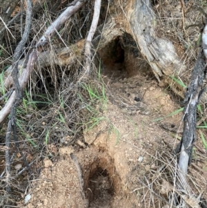 Oryctolagus cuniculus at Watson, ACT - 4 Sep 2024