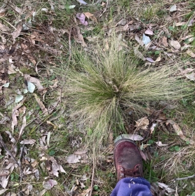 Nassella trichotoma (Serrated Tussock) at Watson, ACT - 4 Sep 2024 by waltraud