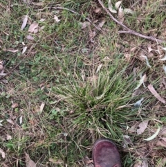 Nassella neesiana (Chilean Needlegrass) at Watson, ACT - 4 Sep 2024 by waltraud