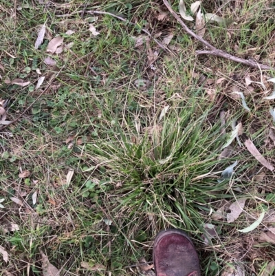 Nassella neesiana (Chilean Needlegrass) at Watson, ACT - 4 Sep 2024 by waltraud