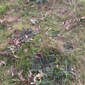 Cirsium vulgare at Watson, ACT - 4 Sep 2024