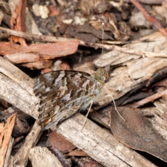 Vanessa kershawi (Australian Painted Lady) at Downer, ACT - 4 Sep 2024 by RobertD