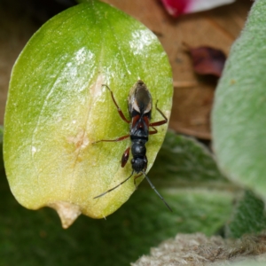 Daerlac cephalotes at Downer, ACT - 4 Sep 2024