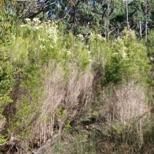 Melaleuca ericifolia at Lake Conjola, NSW - 4 Sep 2024 10:03 AM