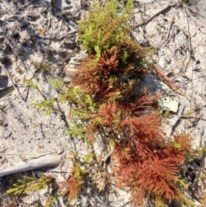 Selaginella uliginosa at Narrawallee, NSW - 4 Sep 2024