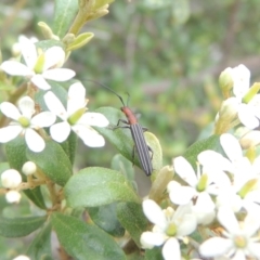 Syllitus rectus (Longhorn beetle) at Conder, ACT - 7 Jan 2024 by MichaelBedingfield