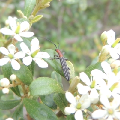 Syllitus rectus (Longhorn beetle) at Conder, ACT - 7 Jan 2024 by MichaelBedingfield