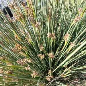 Juncus acutus at Lake Conjola, NSW - 4 Sep 2024