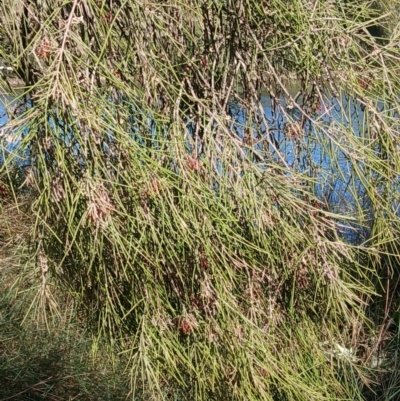 Amyema cambagei (Sheoak Mistletoe) at Sussex Inlet, NSW - 4 Sep 2024 by plants