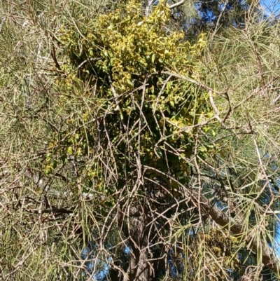 Notothixos subaureus (Golden Mistletoe) at Sussex Inlet, NSW - 4 Sep 2024 by plants