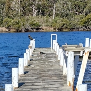 Haematopus longirostris at Sussex Inlet, NSW - suppressed