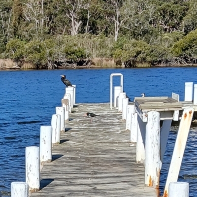 Phalacrocorax carbo (Great Cormorant) at Sussex Inlet, NSW - 4 Sep 2024 by plants