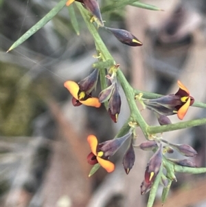 Daviesia genistifolia at Broadway, NSW - 4 Sep 2024 04:38 PM