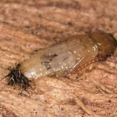 Unverified Insect at Melba, ACT - 3 Sep 2024 by kasiaaus