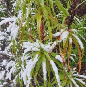 Richea dracophylla at Wellington Park, TAS - 31 Aug 2024