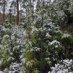 Richea dracophylla at Wellington Park, TAS - 31 Aug 2024