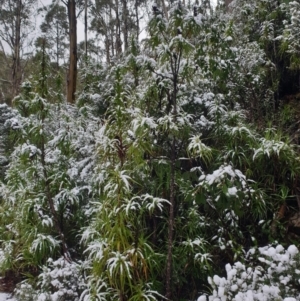 Richea dracophylla at Wellington Park, TAS - 31 Aug 2024 12:34 PM