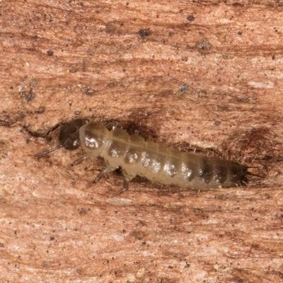 Unverified Insect at Melba, ACT - 3 Sep 2024 by kasiaaus