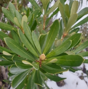 Telopea truncata at Southwest, TAS - 3 Sep 2024