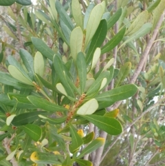 Telopea truncata at Southwest, TAS - 3 Sep 2024