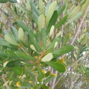 Telopea truncata at Southwest, TAS - 3 Sep 2024