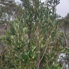 Telopea truncata at Southwest, TAS - 3 Sep 2024