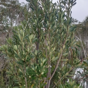 Telopea truncata at Southwest, TAS - 3 Sep 2024