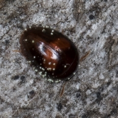 Phalacridae (family) (Shining flower beetle) at Melba, ACT - 3 Sep 2024 by kasiaaus