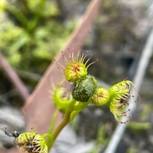 Drosera gunniana at Broadway, NSW - 4 Sep 2024