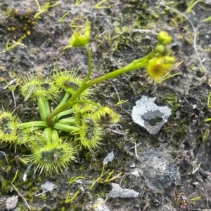 Drosera gunniana at Broadway, NSW - 4 Sep 2024