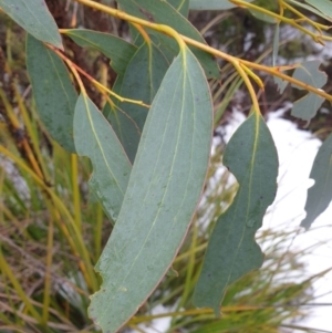 Eucalyptus pauciflora at Southwest, TAS - 3 Sep 2024